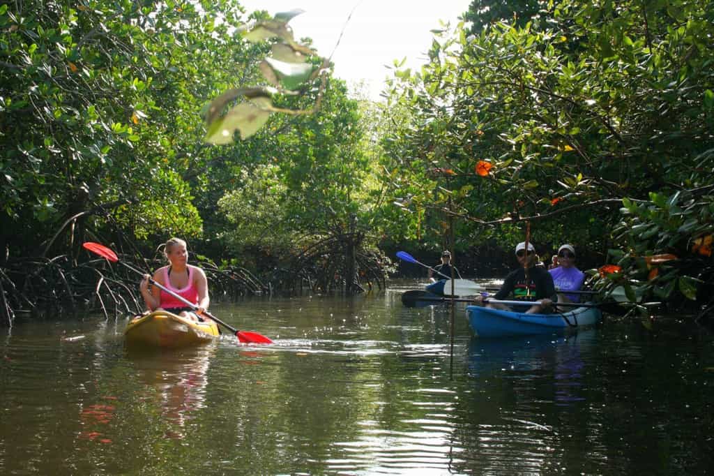 Kayaking in the mangroves at Nuarro Lodge