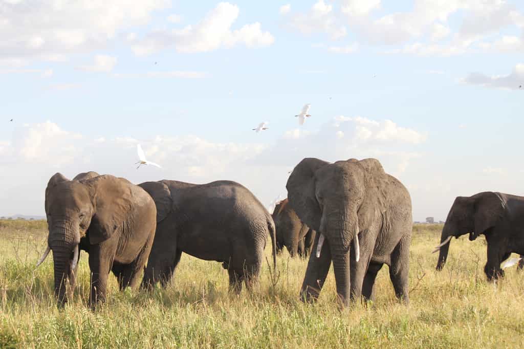 Elephants are common on the Conservancy