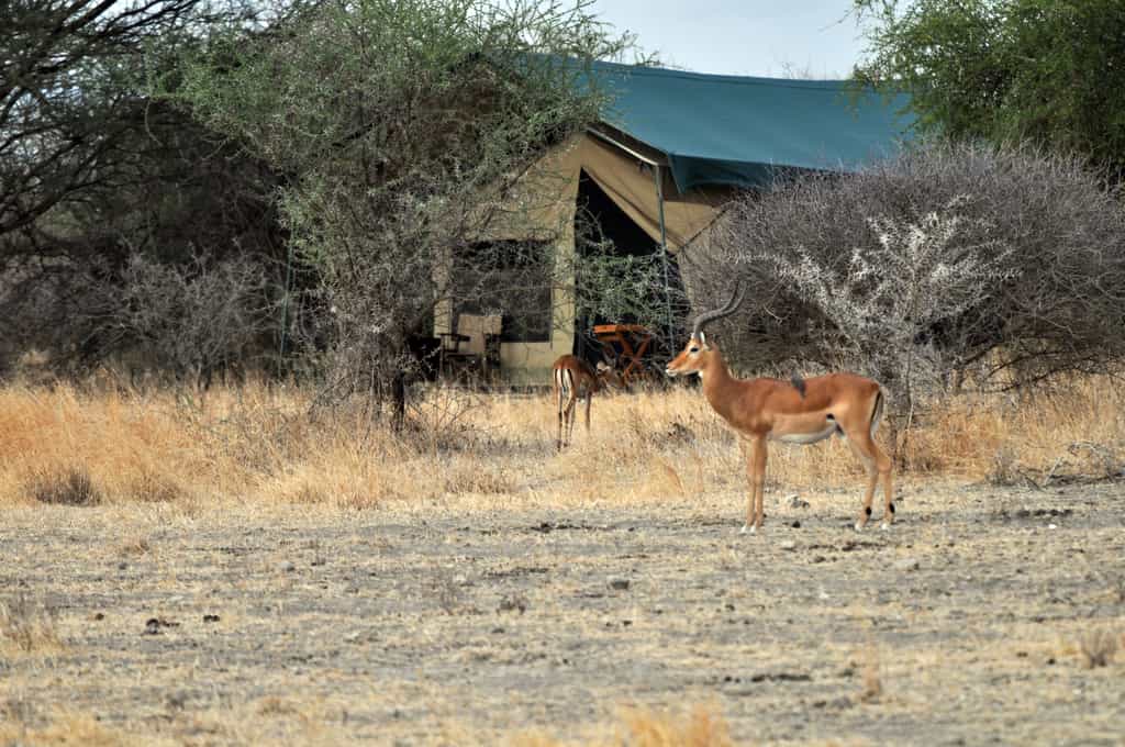 Wildlife wonders through camp at all times of day
