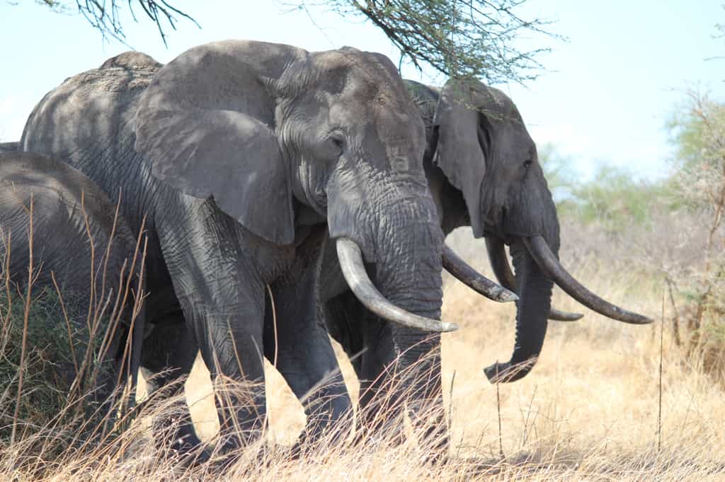 Manyara Ranch is a migration corridor - also for elephants such as these