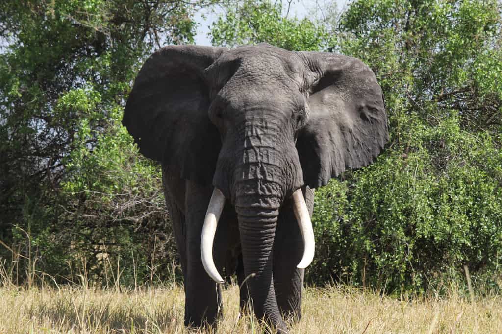 Elephants move freely within and through the Conservancy
