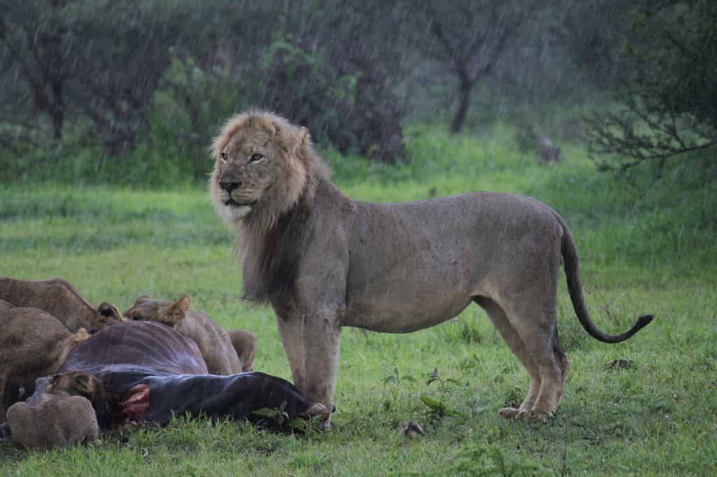 There are a number of lion prides on ranch - frequent visitors to the camp