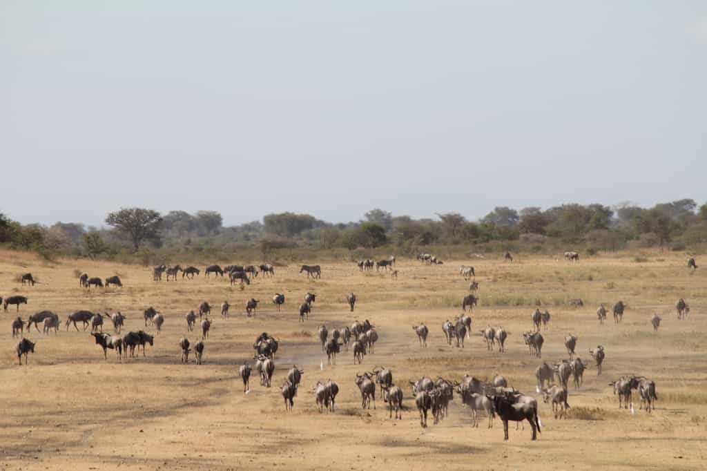 The Conservancy is a key Migration Corridor for Wildlife
