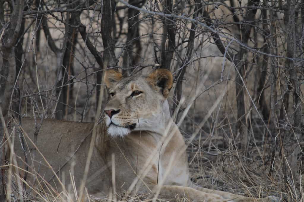 Lions are frequently encountered on game drives