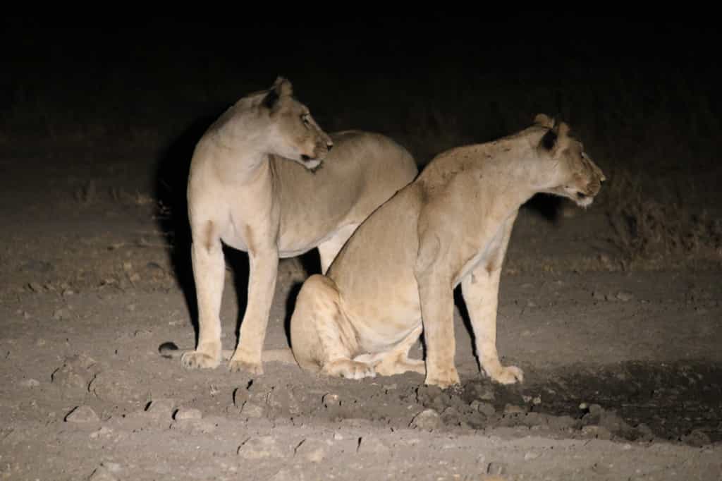 Lionesses seen on a night drive