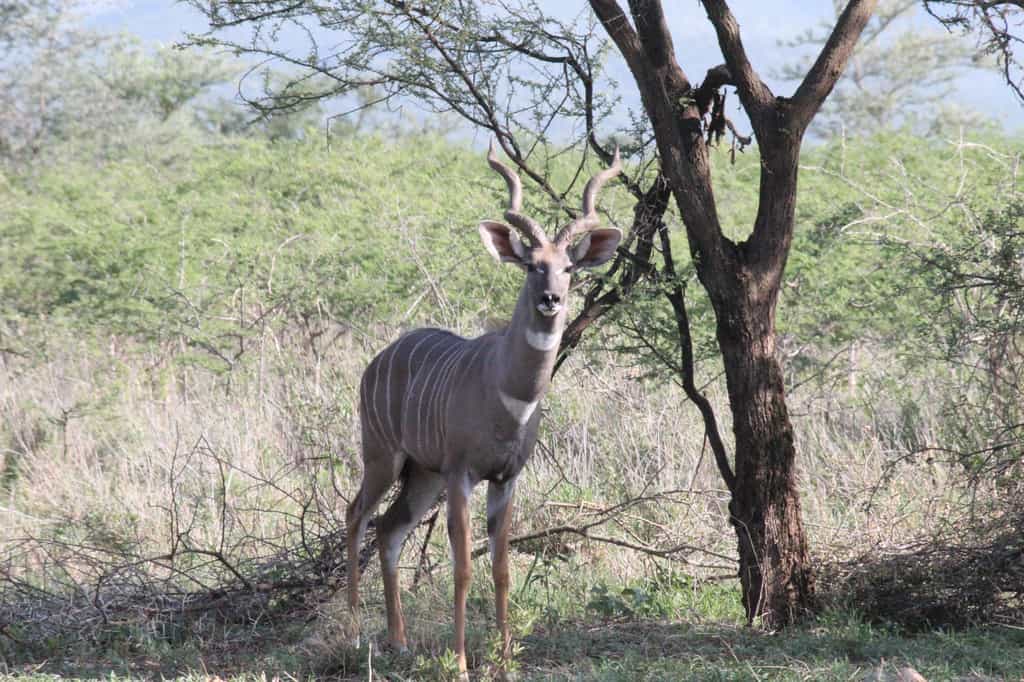 One of the best locations to view Lesser Kudu in Tanzania