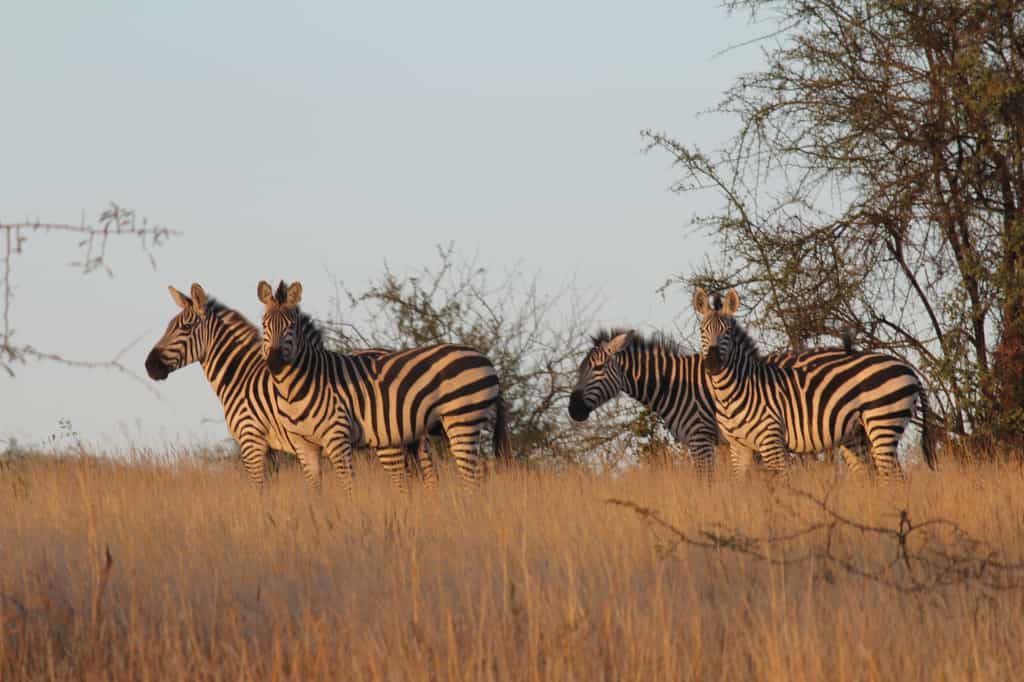 Thousands of Zebra make the Conservancy their home