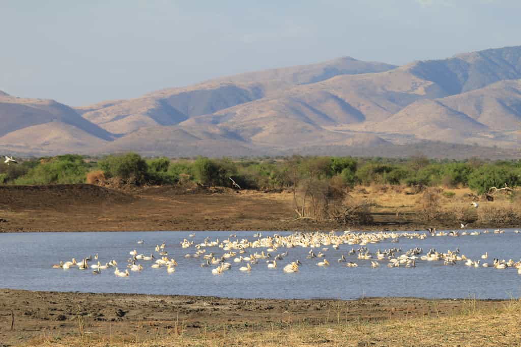 Thousands of pelicans and storks visit each year