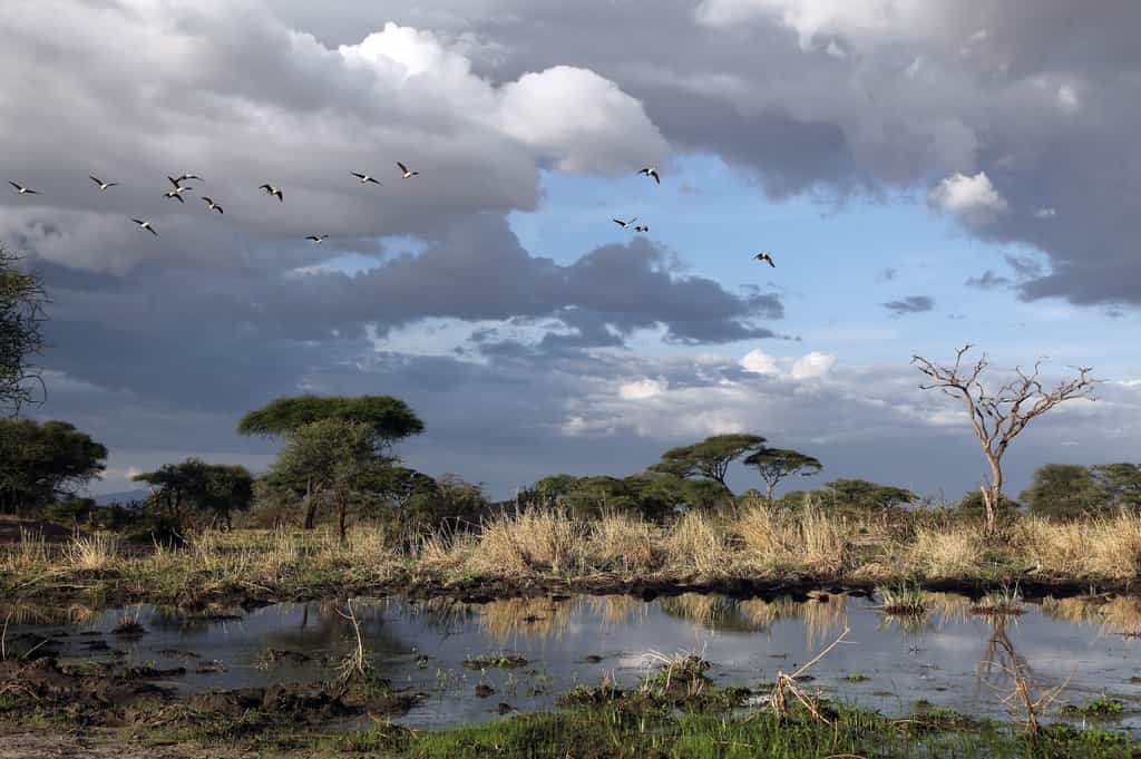 The Conservancy is a bird watcher's paradise