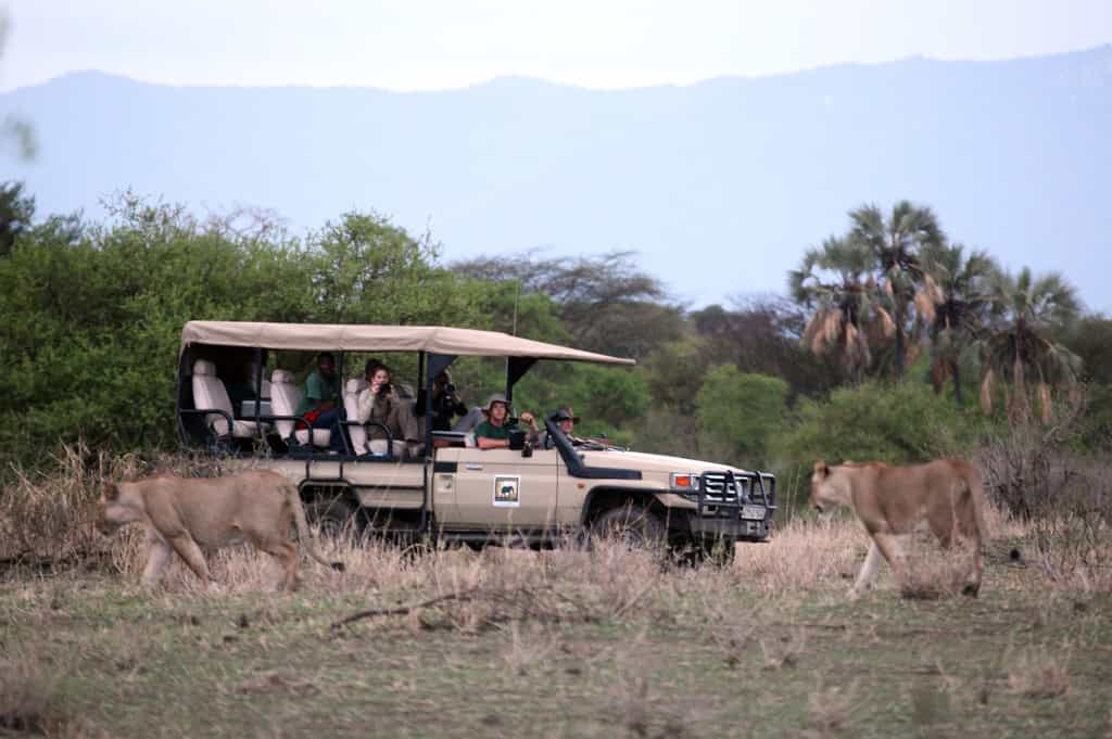 Game drive using one of the Conservancy's open vehicles