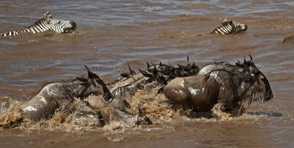 Crossing the Mara River