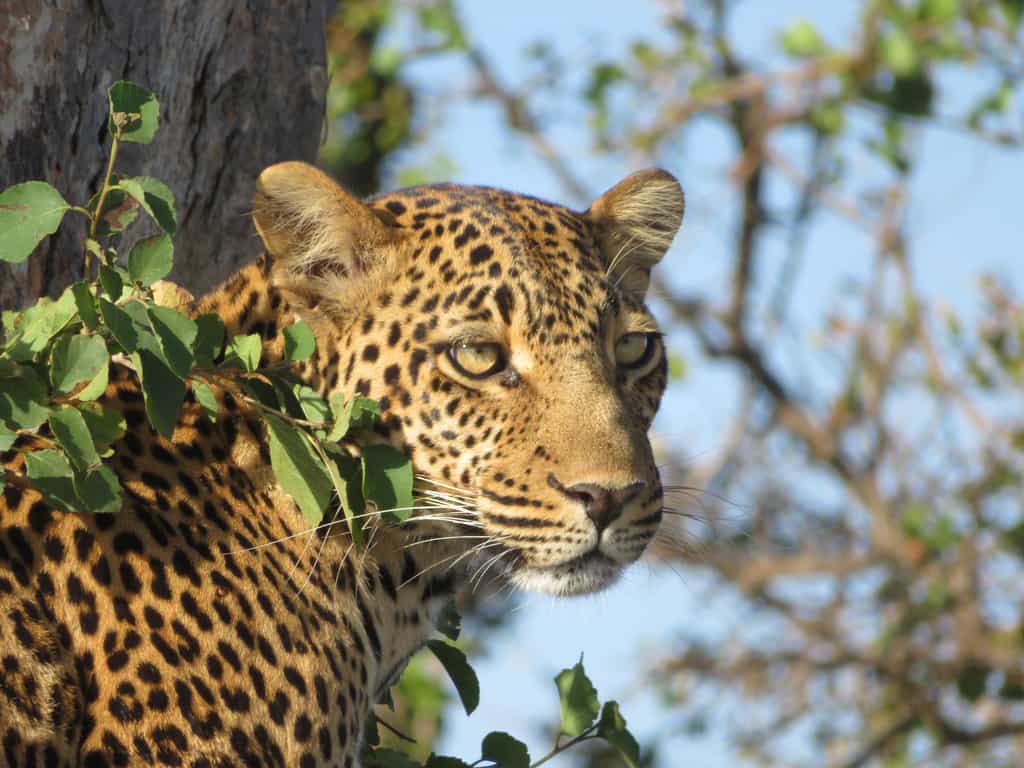 A beautiful Leopard keeping a look out