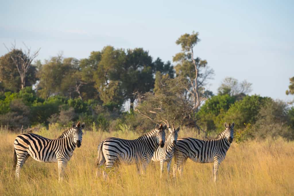Amongst other game, sightings of zebra abound