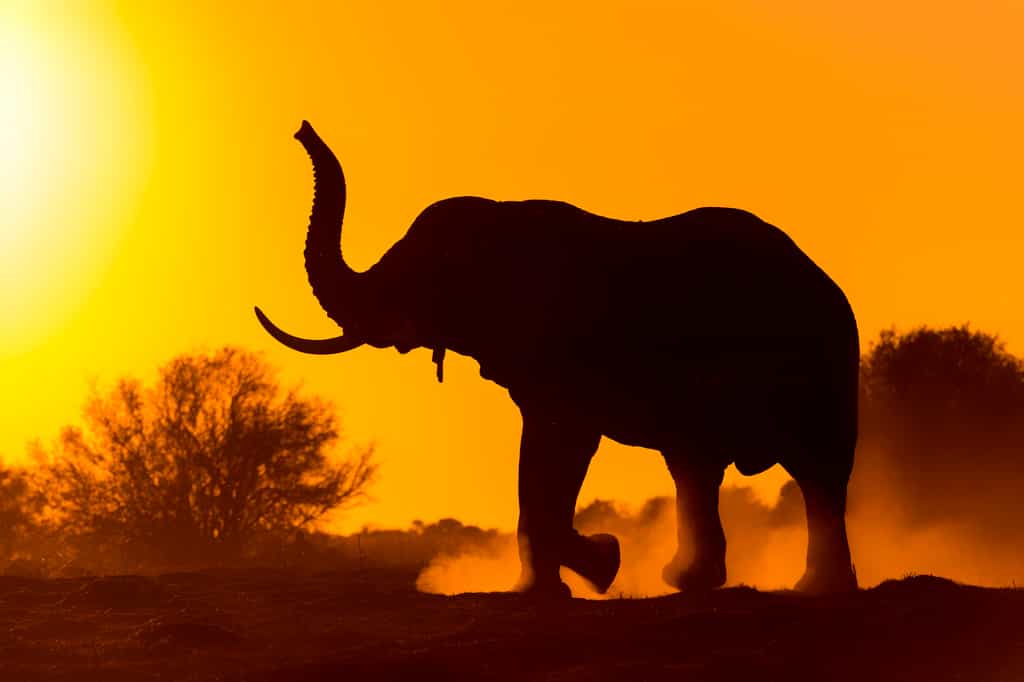 Elephant are a feature of Qorokwe's classic Delta landscapes