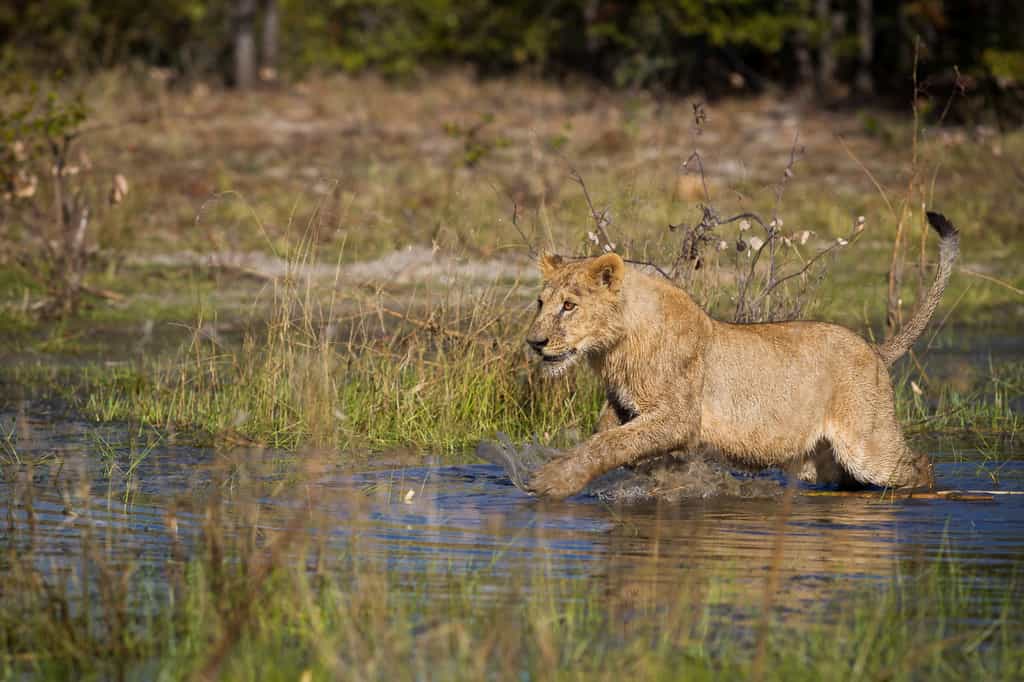 The lions at Qorokwe are habituated to the permanent water