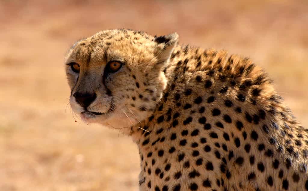 Cheetah