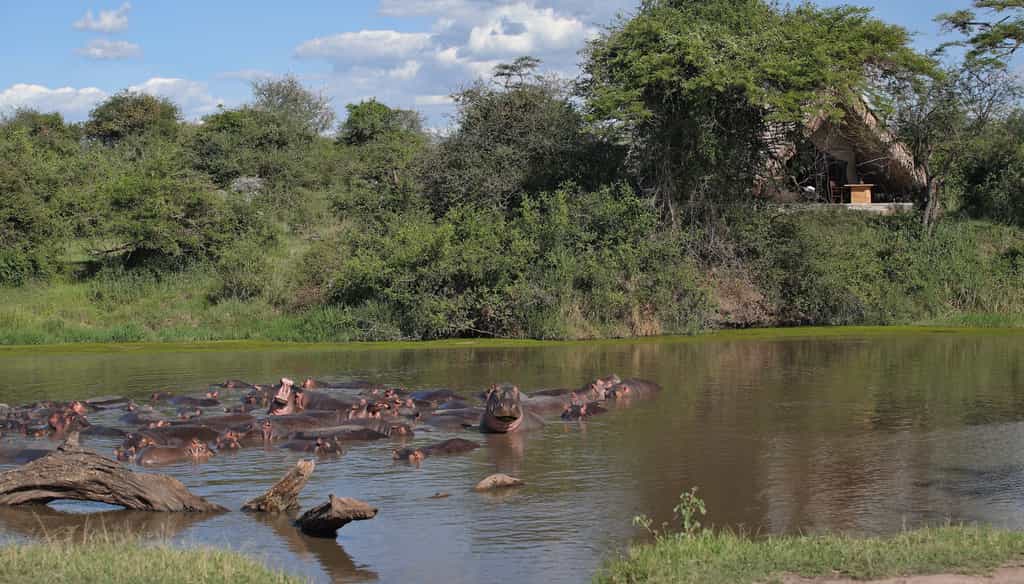 All ten tented suites boast views of the river and its resident hippo