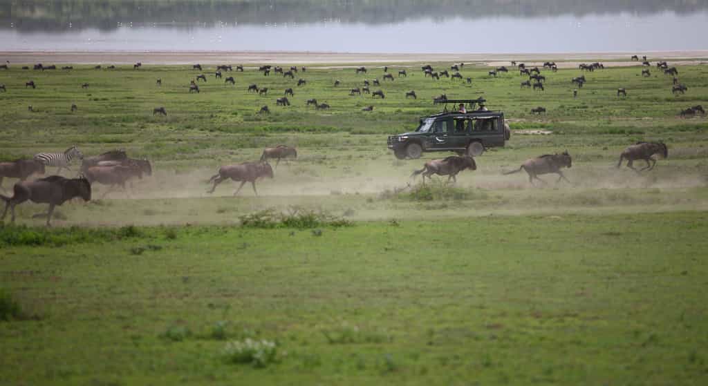Seasonal sightings of the Great Wildebeest Migration, including river crossing