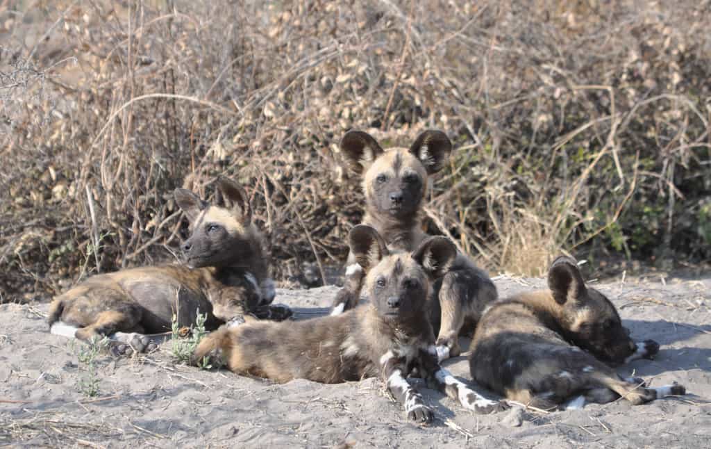 Bushman Plains area is known for annual wild dog dens
