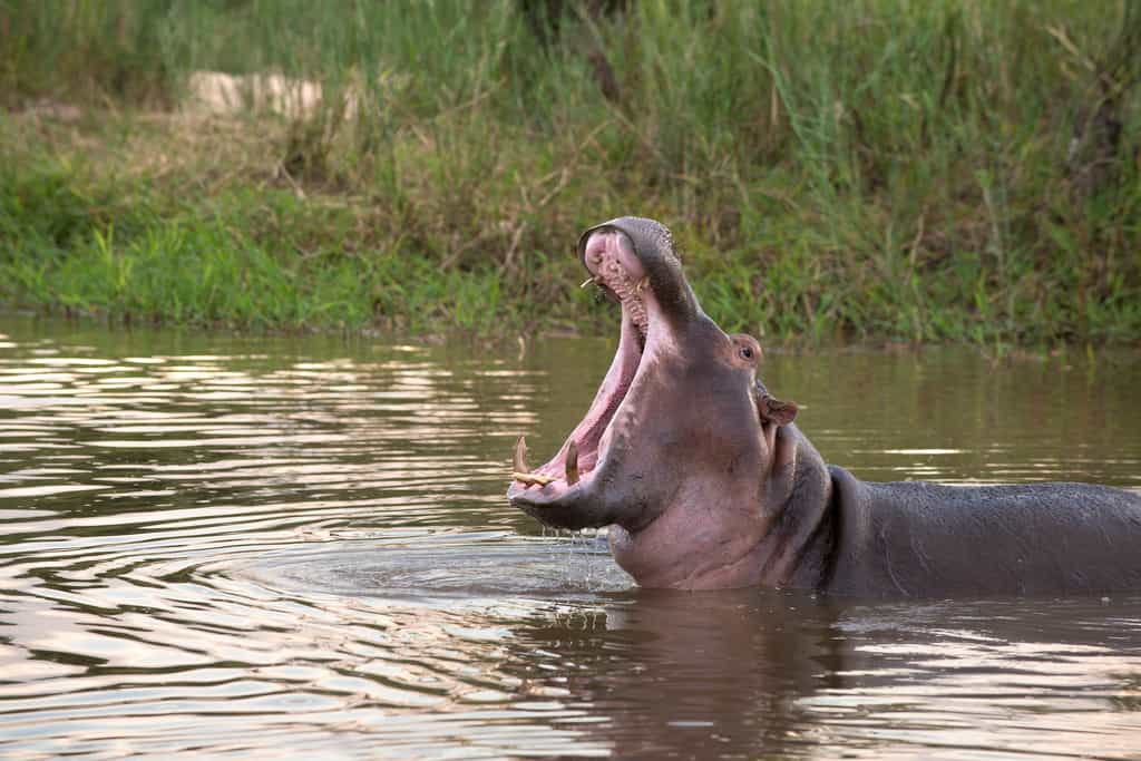 Hippo