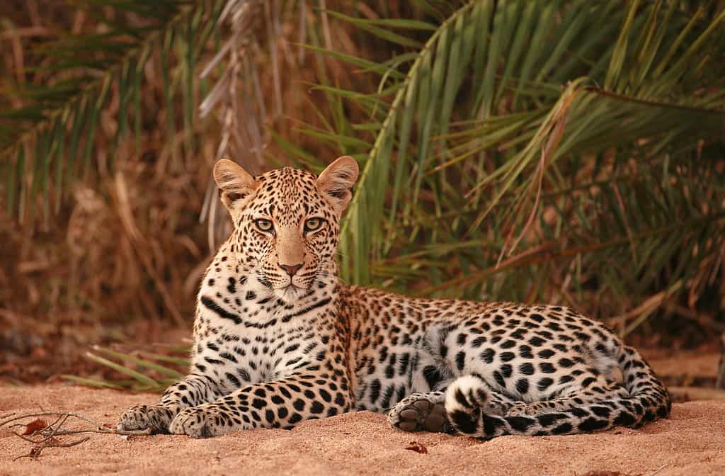 Leopard