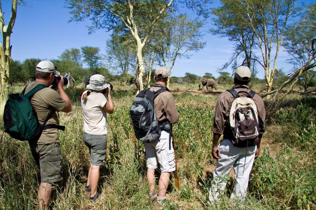 Passing African Elephant