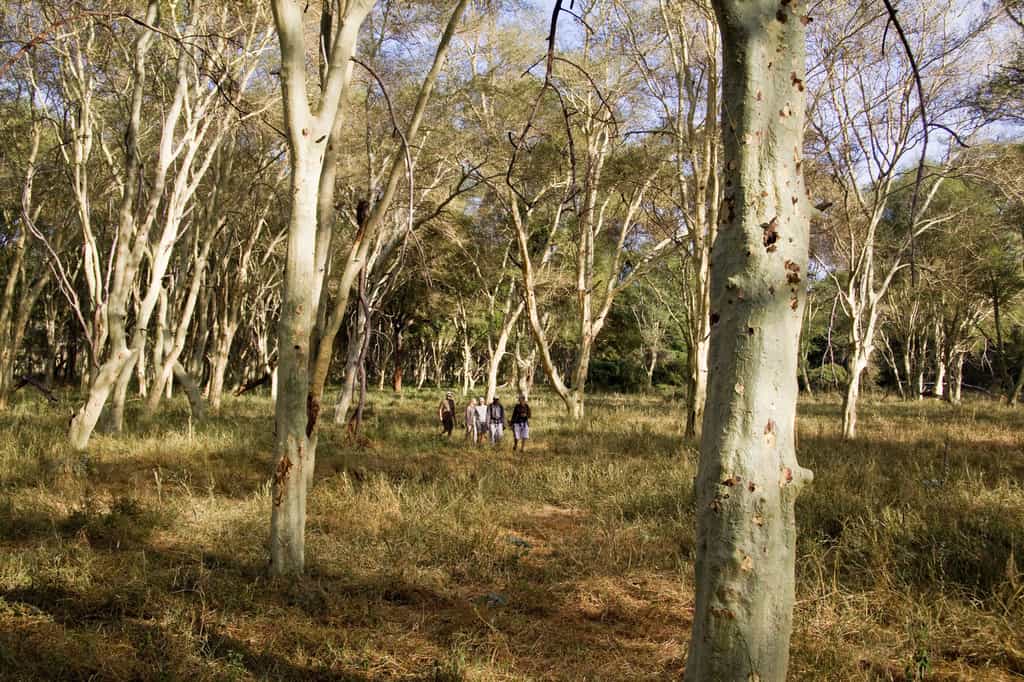 Walking in the fever tree forest