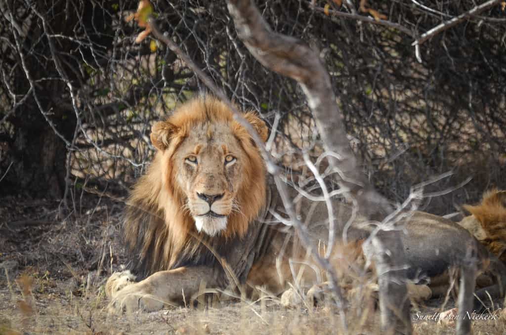 Xantima - The softer brother of the coalition