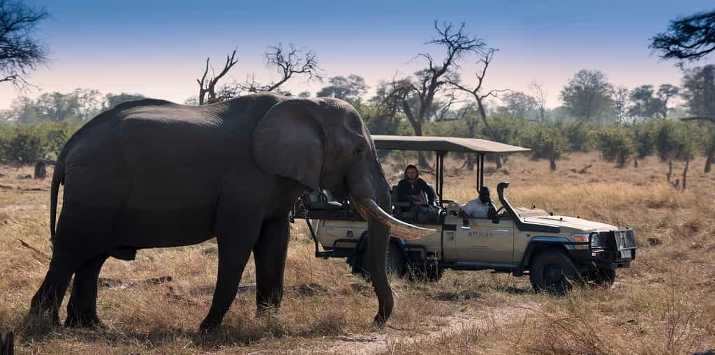 Game Drive with Elephant