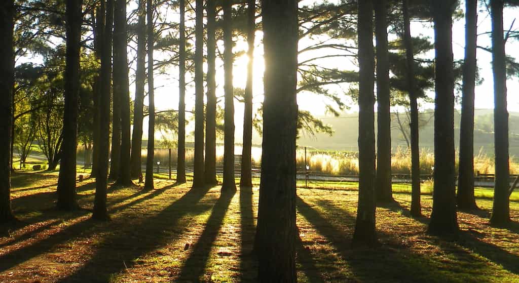 Pine Trees @ Entrance