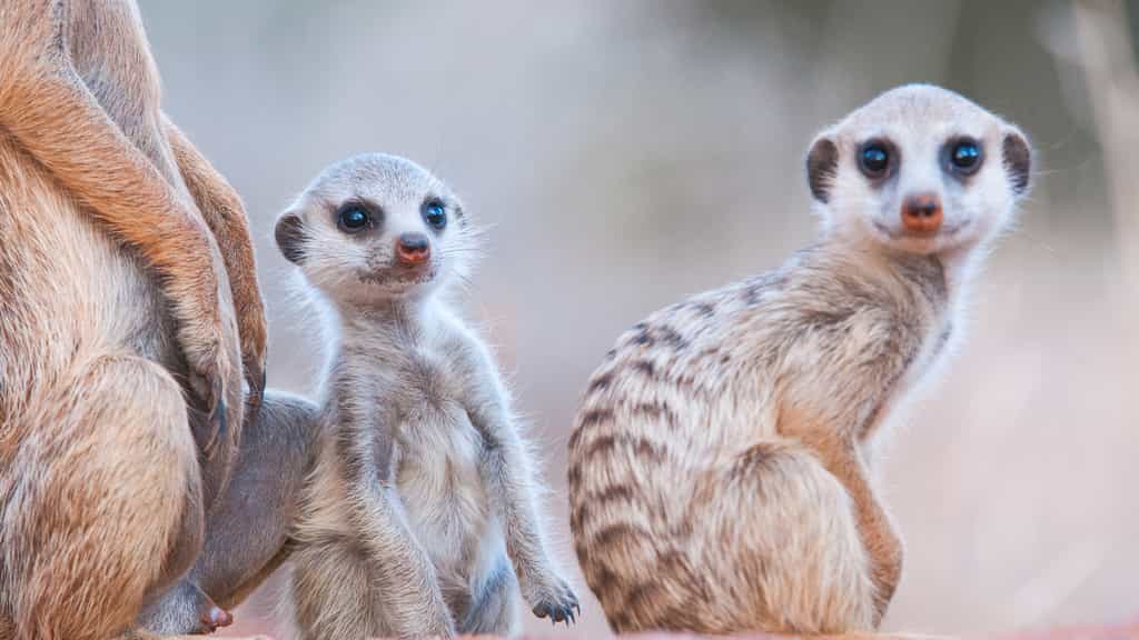 Join a group of habituated meerkats as they emerge from their burrows 