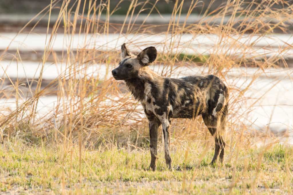 Wild Dog in the bush