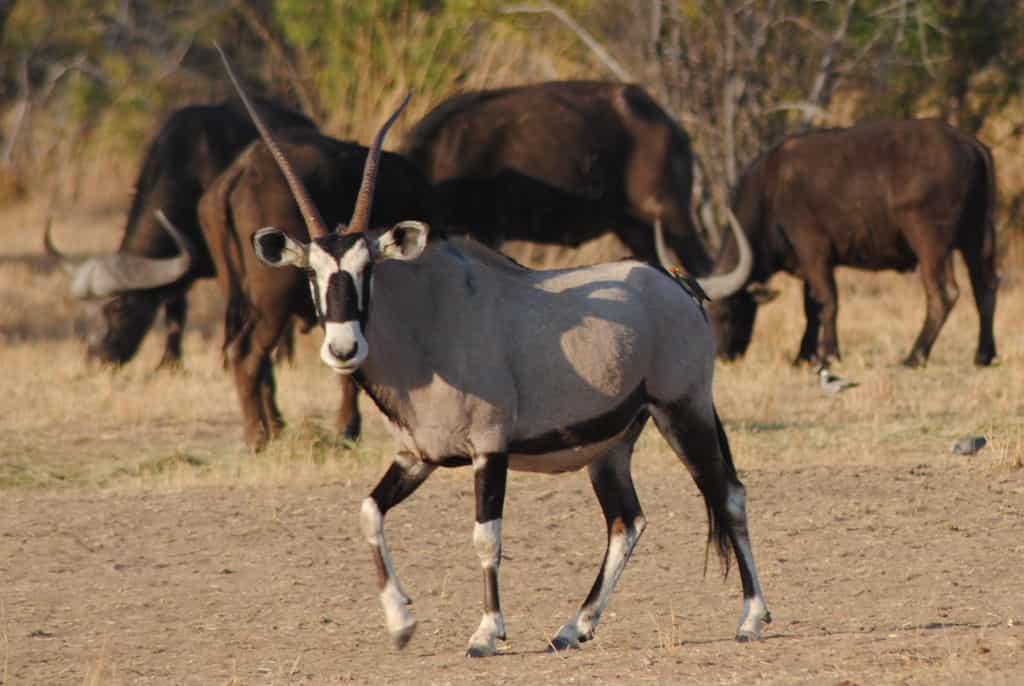 Gemsbok