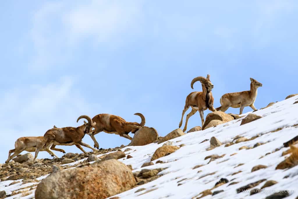 Herds of Urial dot the lower slopes of the valley below the Lodge