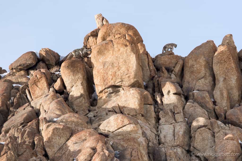 Clicked at Snow Leopard Lodge, Ulley in March 2017