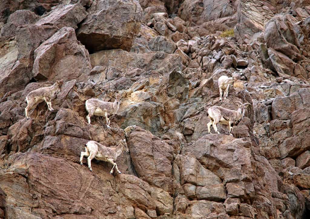 The main prey for the Snow Leopards