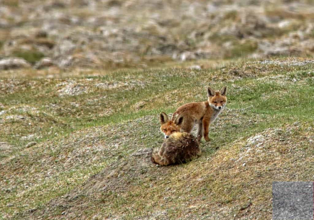 Red Foxes, the main mammal scavengers of Ladakh