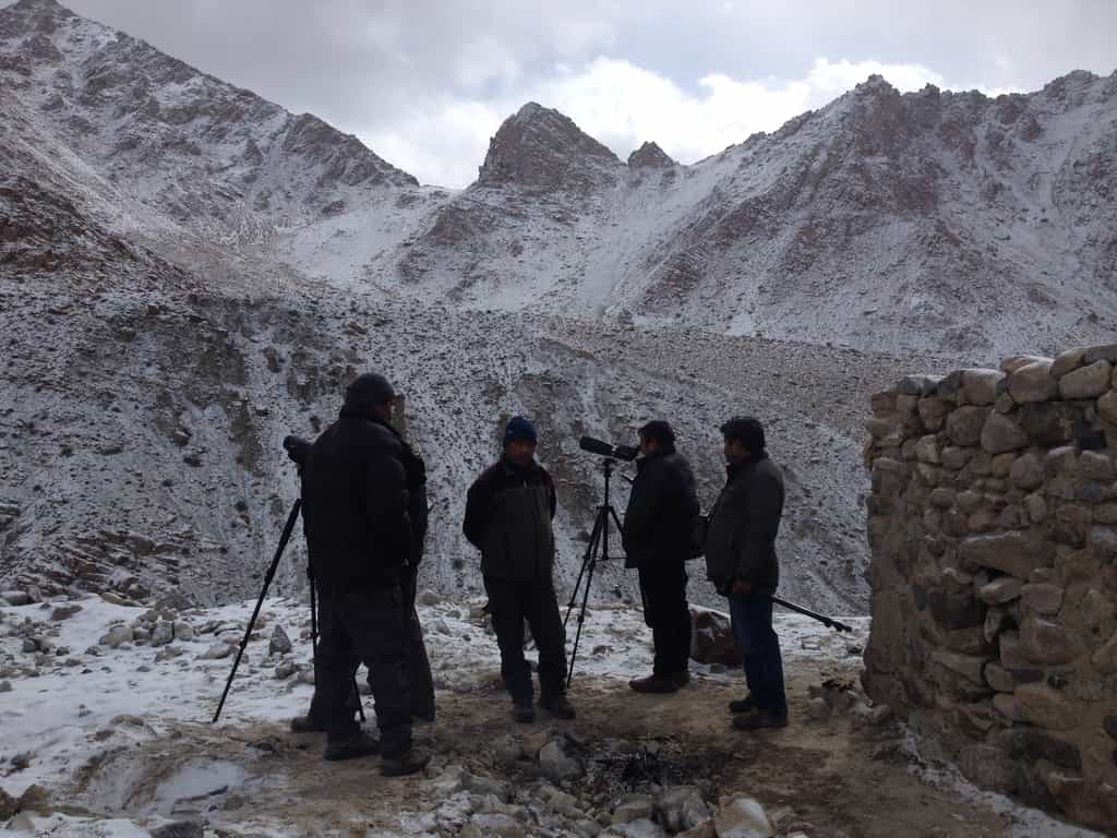 Scanning the ridges for cats in the morning