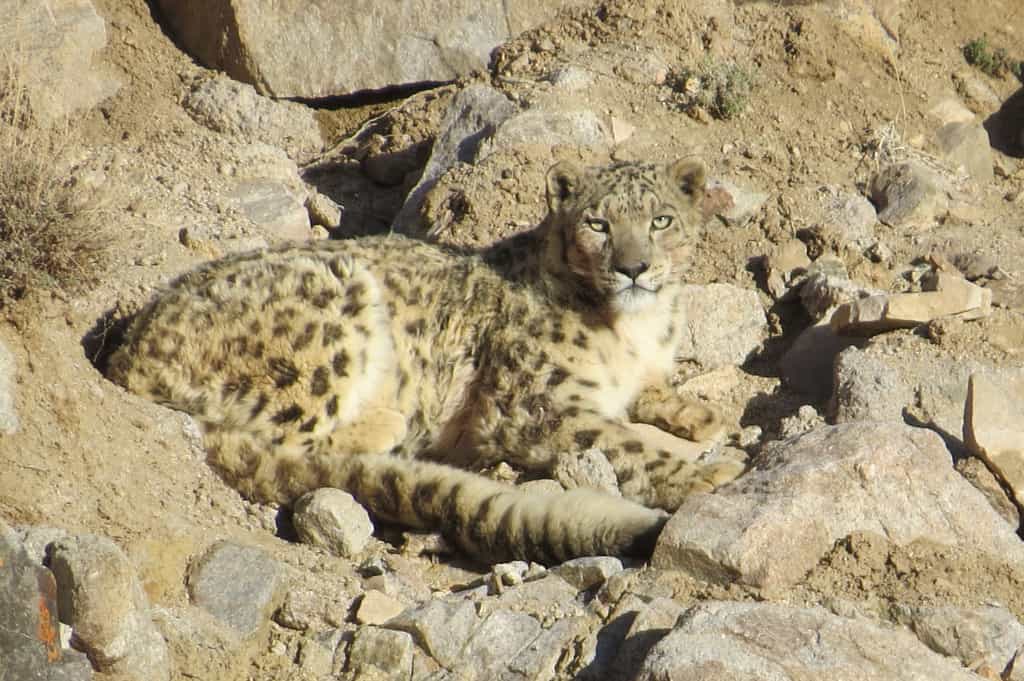 A dream view of the Snow Leopard