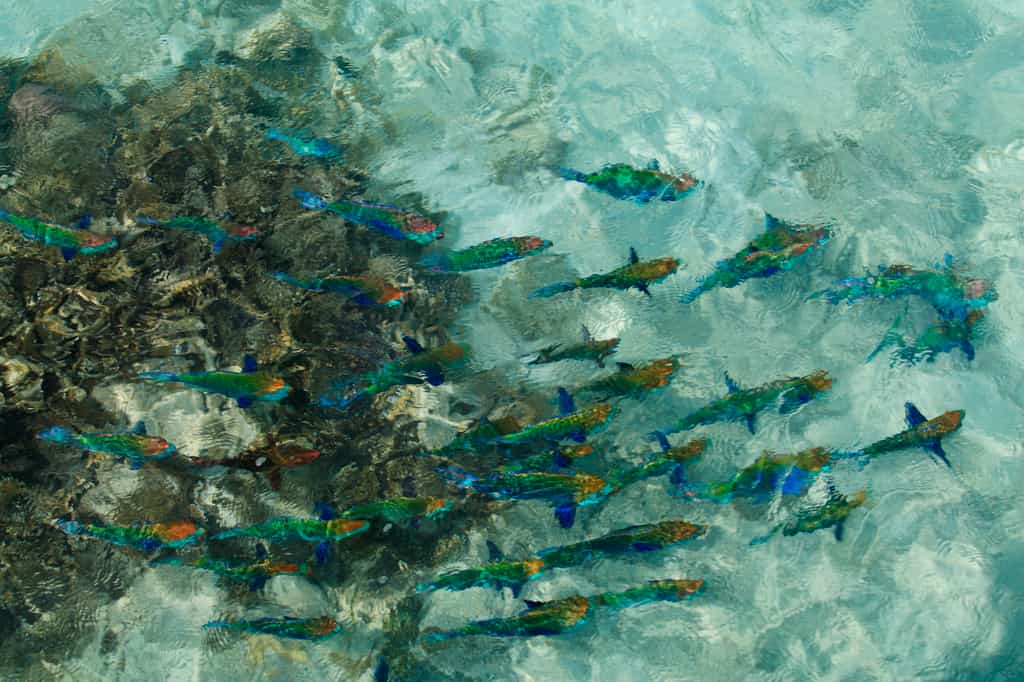 snorkelling-filler-in