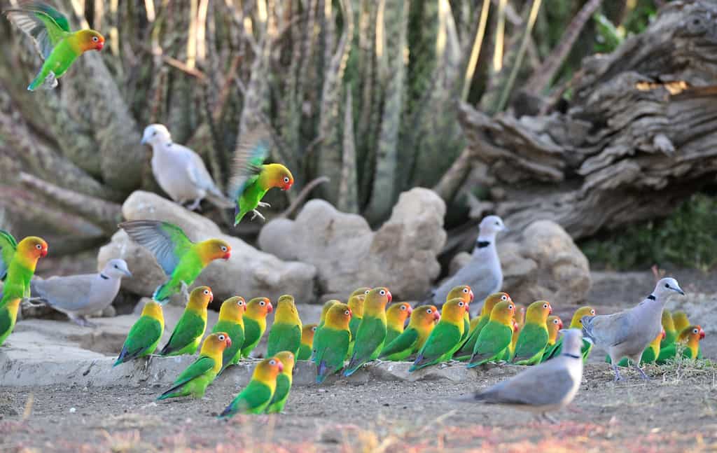 Feet from the dining area diverse bird species stop to drink
