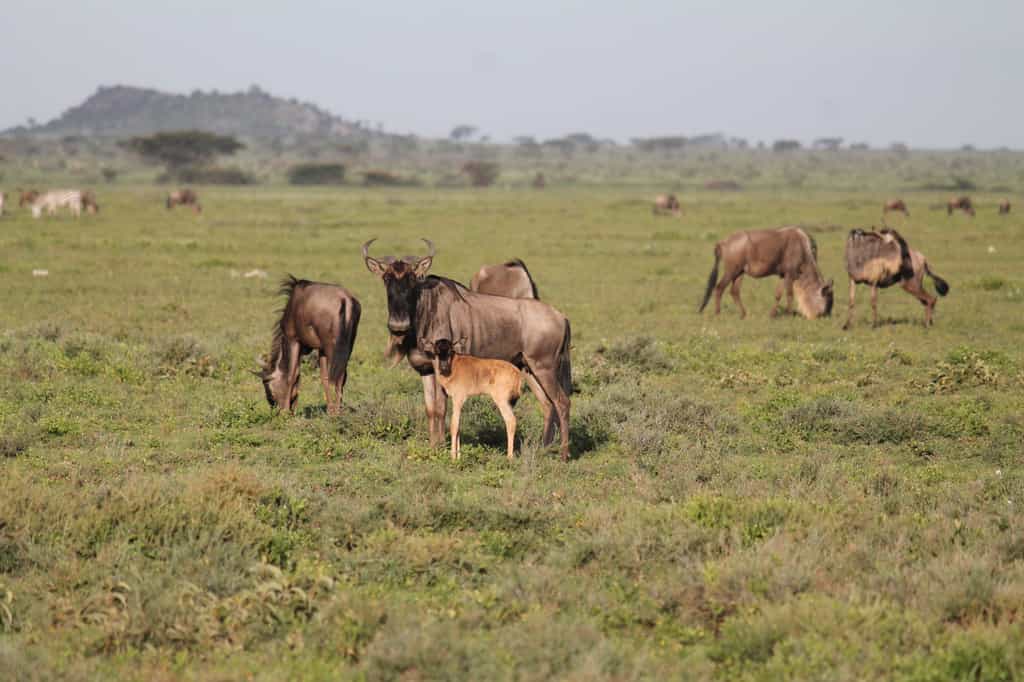 The Ndutu area is famed for its short grass plains which grow grass which is particularly rich in nutrients and sustains the migratory animals whilst they have their babies. Traditionally the wildebeest and zebra tend to calve on these plains with a peak around February which makes for a beautiful natural spectacle and some exciting predator hunting behaviours.