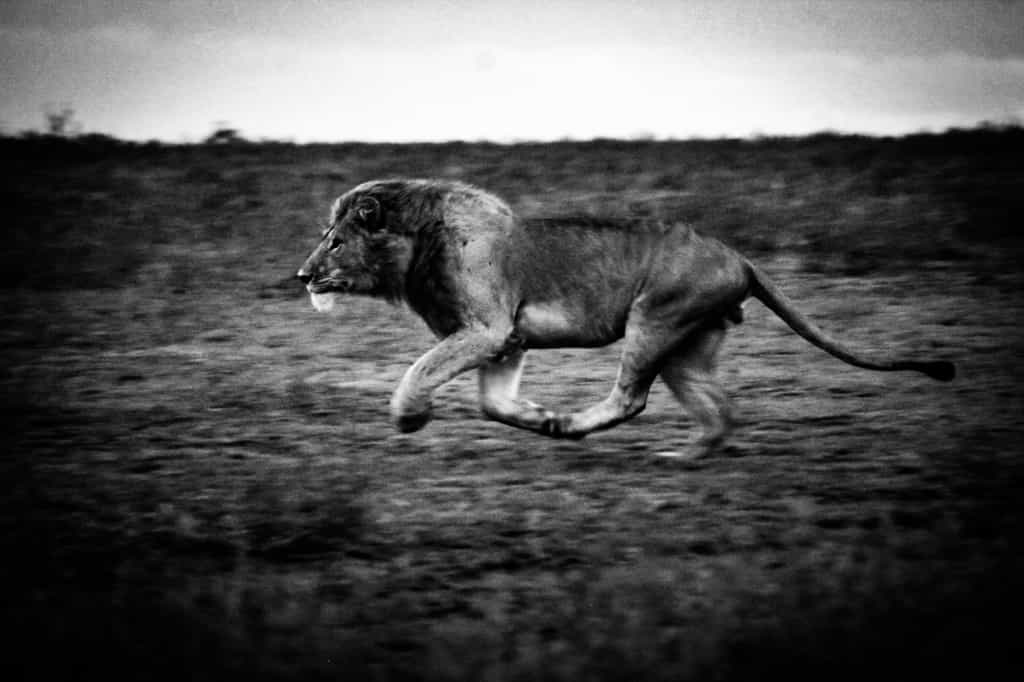 Ndutu is a favourite of expert guides, scientists and biologists for its high numbers of cats including lion, leopard, cheetah, civet, serval, wild cat and caracal.