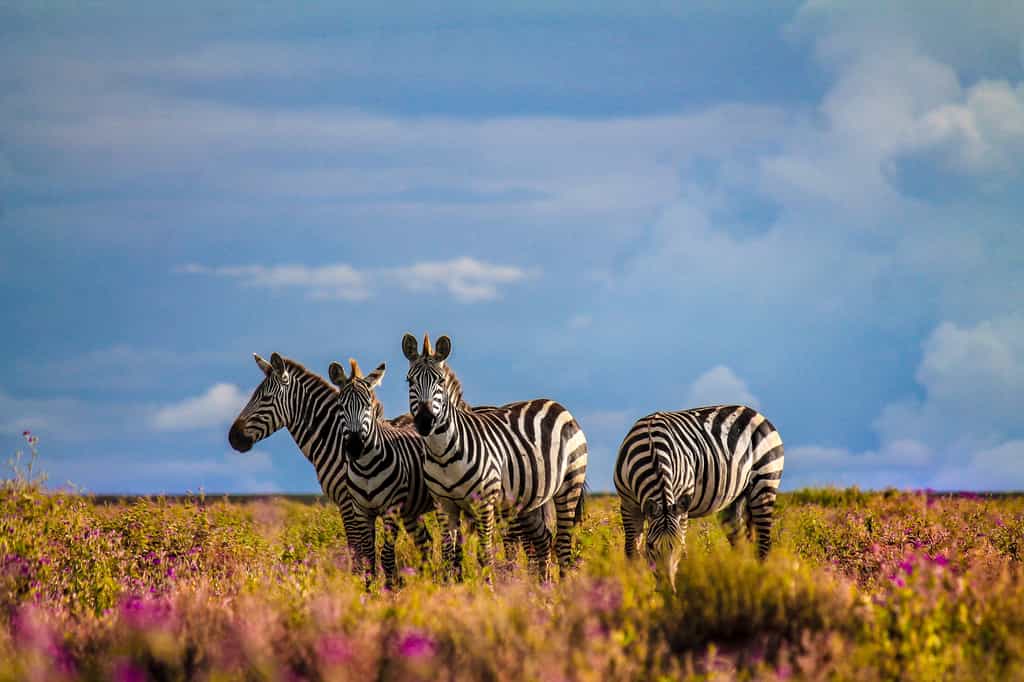 The Ndutu area is famed for its short grass plains which grow grass which is particularly rich in nutrients and sustains the migratory animals whilst they have their babies. Traditionally the wildebeest and zebra tend to calve on these plains with a peak around February which makes for a beautiful natural spectacle and some exciting predator hunting behaviours.