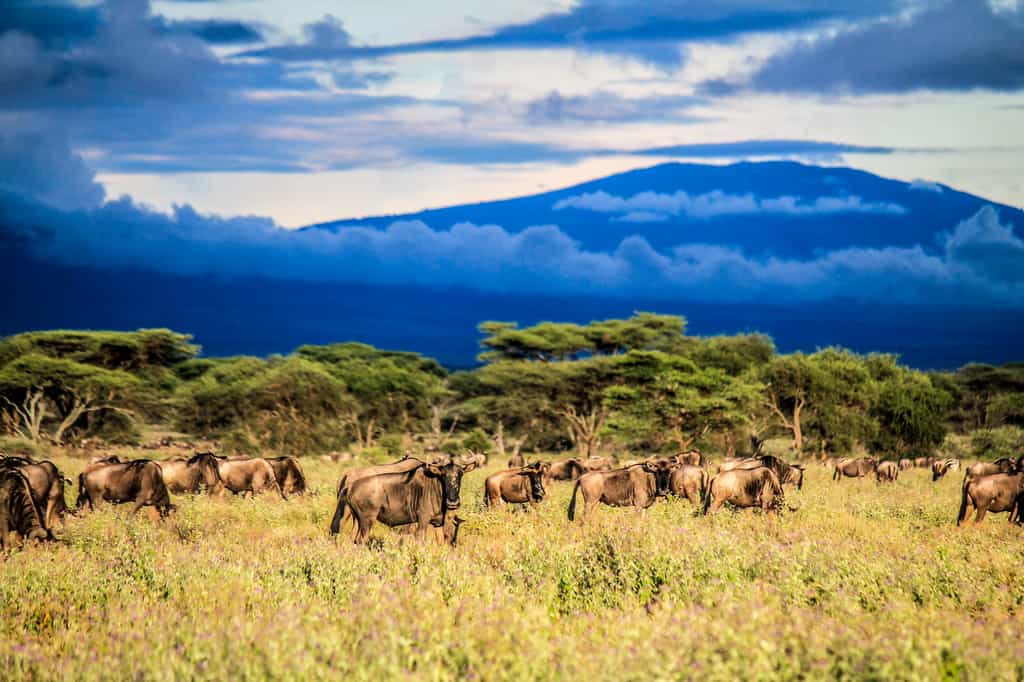 Over two million migratory animals made up of several species wildebeest, zebra, eland and Thompson gazelle move clockwise from Ngorongoro and the Southern Serengeti to the Northern Serengeti into Kenya and back.
