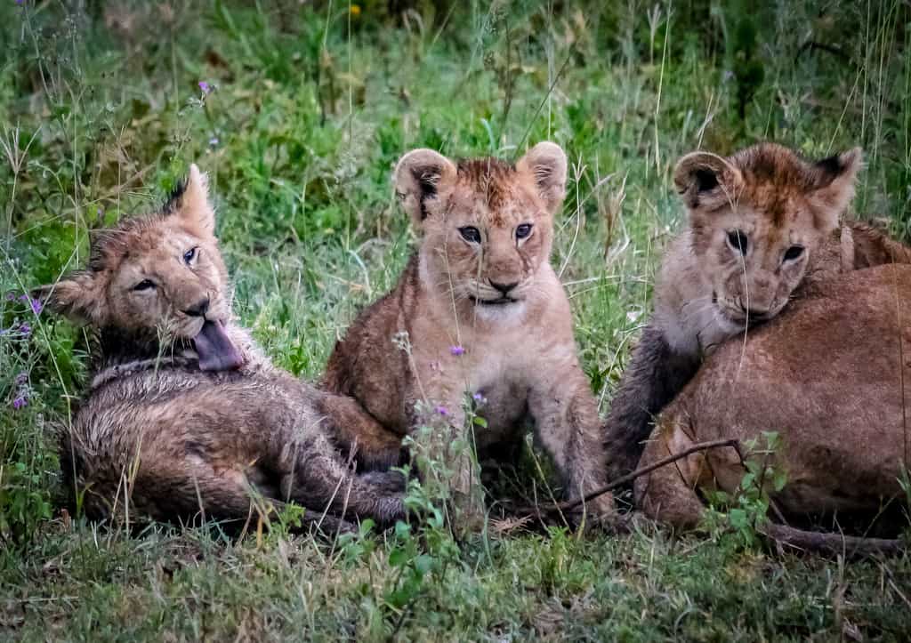 The resident predators are territorial and so once they have had their young they remain at Ndutu in the local marsh areas which stay wet all year round and are an essential fresh water source for the herbivores therefore attracting predators. 