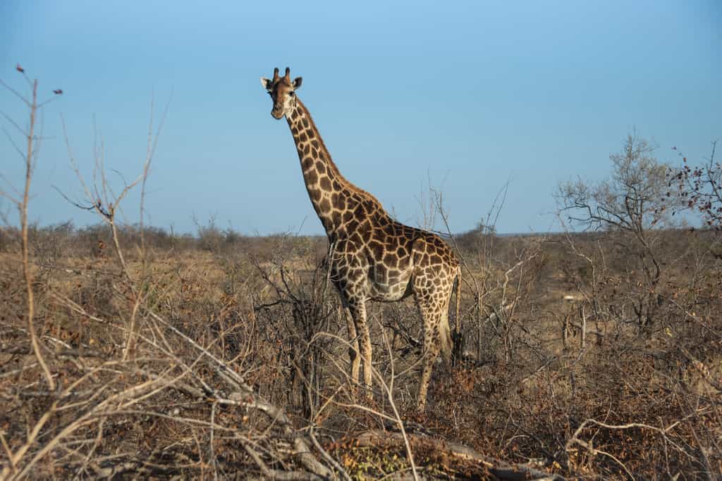 A beautiful giraffe sighting