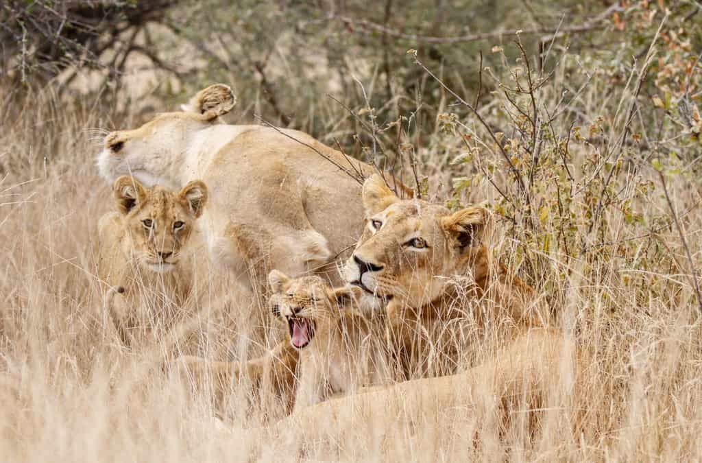 New cubs spotted with their mothers