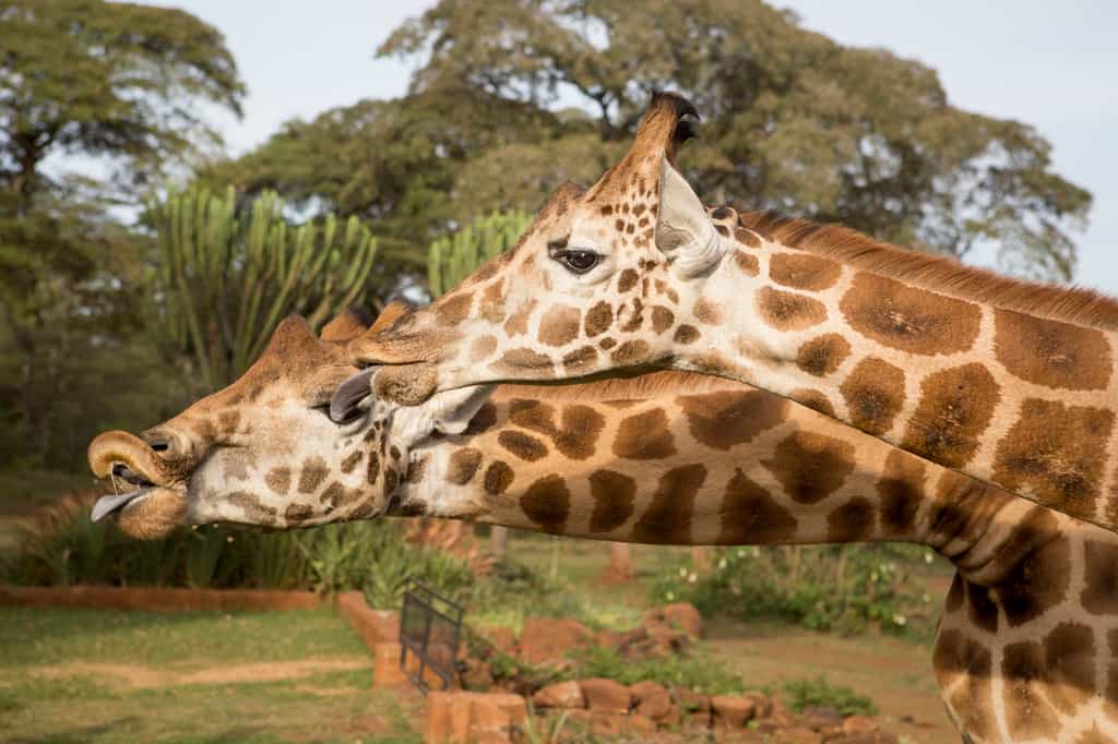 Giraffes eager for a kiss