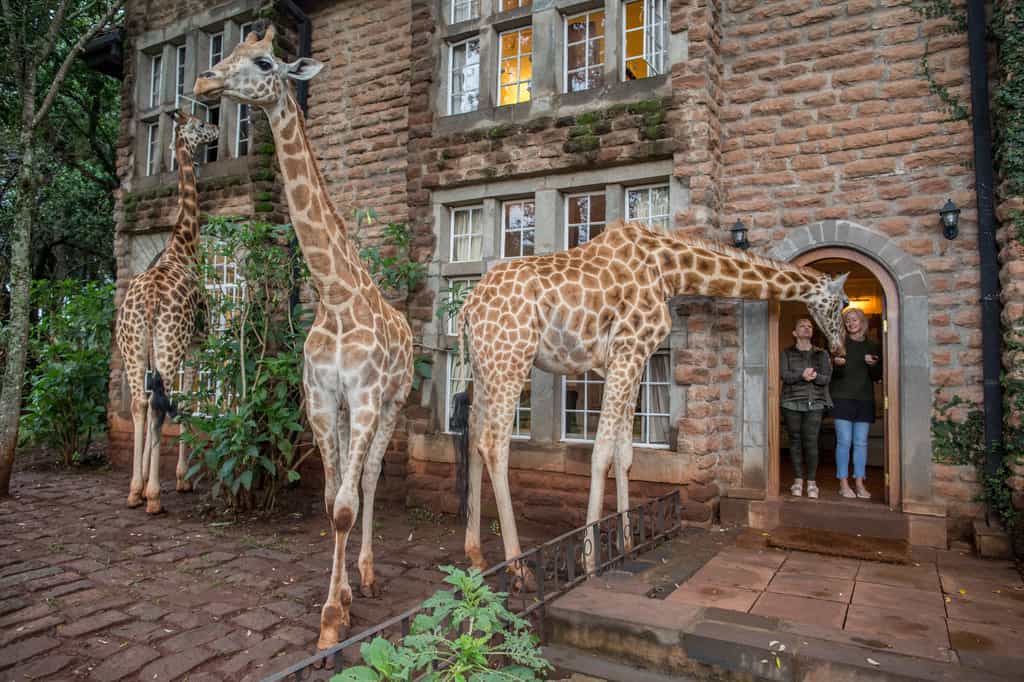 Giraffes during breakfast outside the garden manor